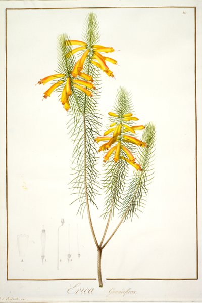 Erica Grandiflora, 1811 by Pierre Joseph Redouté